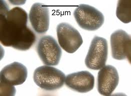 Attēlu rezultāti vaicājumam “Pucciniastrum areolatum”