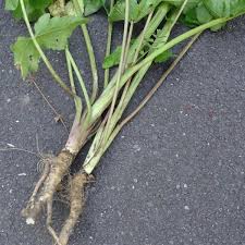 Image result for Pastinaca sativa