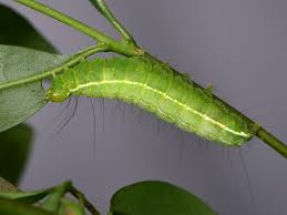 Attēlu rezultāti vaicājumam “Craniophora ligustri”