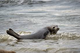Image result for Phoca vitulina