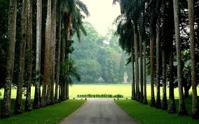 Image result for шри ланка королевский ботанический сад