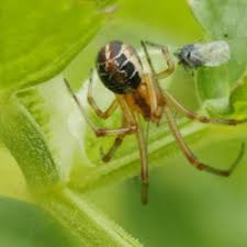 Attēlu rezultāti vaicājumam “Phylloneta sp.”