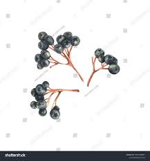 Attēlu rezultāti vaicājumam “x Sorbaronia fallax”