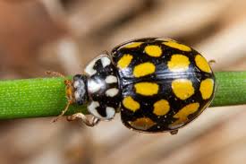 Attēlu rezultāti vaicājumam “Sospita vigintiguttata”