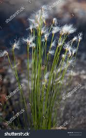 Attēlu rezultāti vaicājumam “Trichophorum alpinum flower”