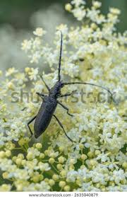 Attēlu rezultāti vaicājumam “Oxymirus cursor”