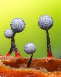 Attēlu rezultāti vaicājumam “Cribraria macrocarpa young”