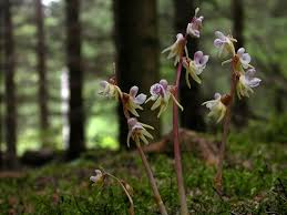 Attēlu rezultāti vaicājumam “Epipogium aphyllum”