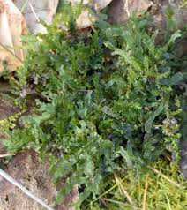 Attēlu rezultāti vaicājumam “Pellia”