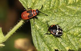 Attēlu rezultāti vaicājumam “Pyrrhocoris apterus imago”