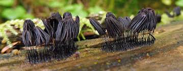 Attēlu rezultāti vaicājumam “Stemonitis axifera var. smithii young”