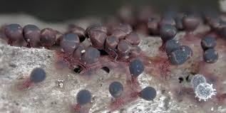 Attēlu rezultāti vaicājumam “Trichia botrytis var. cerifera”