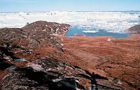 Image result for Ildblomkarse