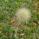 Attēlu rezultāti vaicājumam “Leontodon hispidus fruit”