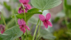 Image result for Veilchen