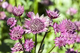 Image result for Astrantia majon `Abbey Road`