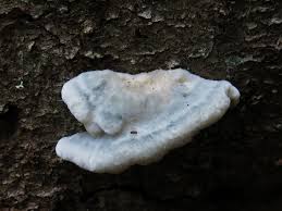 Attēlu rezultāti vaicājumam “Postia caesia”