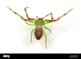 Attēlu rezultāti vaicājumam “Diaea dorsata male”