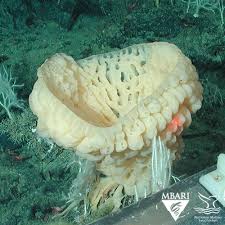 Attēlu rezultāti vaicājumam “Tubifera applanata macro”