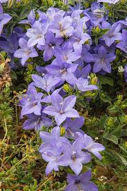 Image result for Campanula isophylla