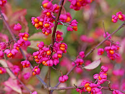 Attēlu rezultāti vaicājumam “Euonymus europaeus flower”