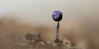 Attēlu rezultāti vaicājumam “Cribraria violacea macro”