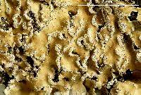 Attēlu rezultāti vaicājumam “Physconia detersa”