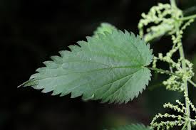 Attēlu rezultāti vaicājumam “Urtica dioica leaf”