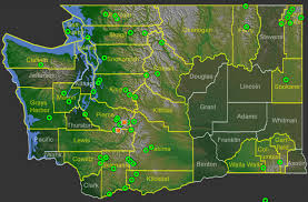 Attēlu rezultāti vaicājumam “Cinna latifolia leaf”