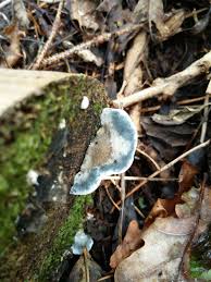 Attēlu rezultāti vaicājumam “Phleogena faginea young”