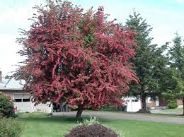 Attēlu rezultāti vaicājumam “Crataegus laevigata”