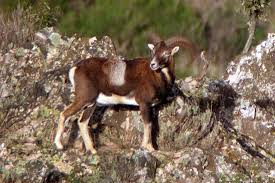 Attēlu rezultāti vaicājumam “Ovis aries juvenile”
