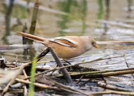 Attēlu rezultāti vaicājumam “Panurus biarmicus male”
