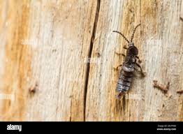 Attēlu rezultāti vaicājumam “Phosphaenus hemipterus male”