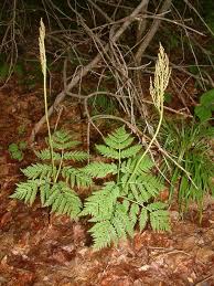 Attēlu rezultāti vaicājumam “Botrychium virginianum”