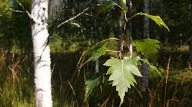 Attēlu rezultāti vaicājumam “Betula pendula var. carelica”