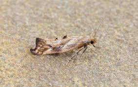 Attēlu rezultāti vaicājumam “Epermenia falciformis”