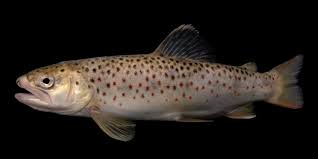 Image result for Salmo ciscaucasicus