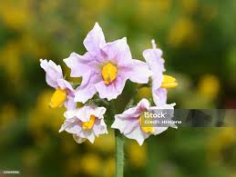 Attēlu rezultāti vaicājumam “Solanum tuberosum flower”