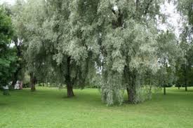 Attēlu rezultāti vaicājumam “Salix alba var. sericea”