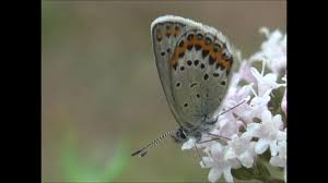 Attēlu rezultāti vaicājumam “Plebejus idas female”