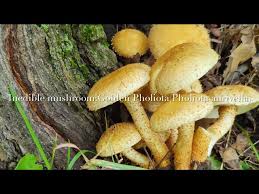 Attēlu rezultāti vaicājumam “Pholiota heteroclita”