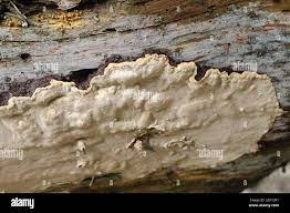 Attēlu rezultāti vaicājumam “Phellinus nigrolimitatus”