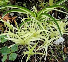 Attēlu rezultāti vaicājumam “Xanthorrhoeaceae”
