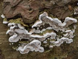 Attēlu rezultāti vaicājumam “Skeletocutis carneogrisea”