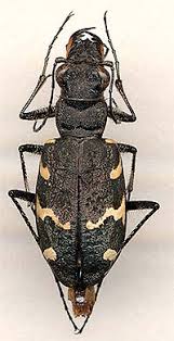 Attēlu rezultāti vaicājumam “Cicindela sylvatica”