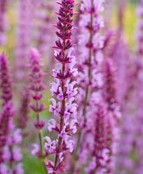 Image result for Salvia nemorosa