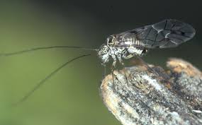 Attēlu rezultāti vaicājumam “Psococerastis gibbosa”