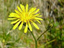 Attēlu rezultāti vaicājumam “Crepis paludosa leaf”