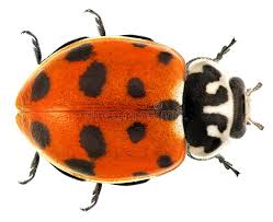 Attēlu rezultāti vaicājumam “Hippodamia notata”